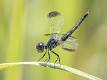 Diplacodes nebulosa female-221373